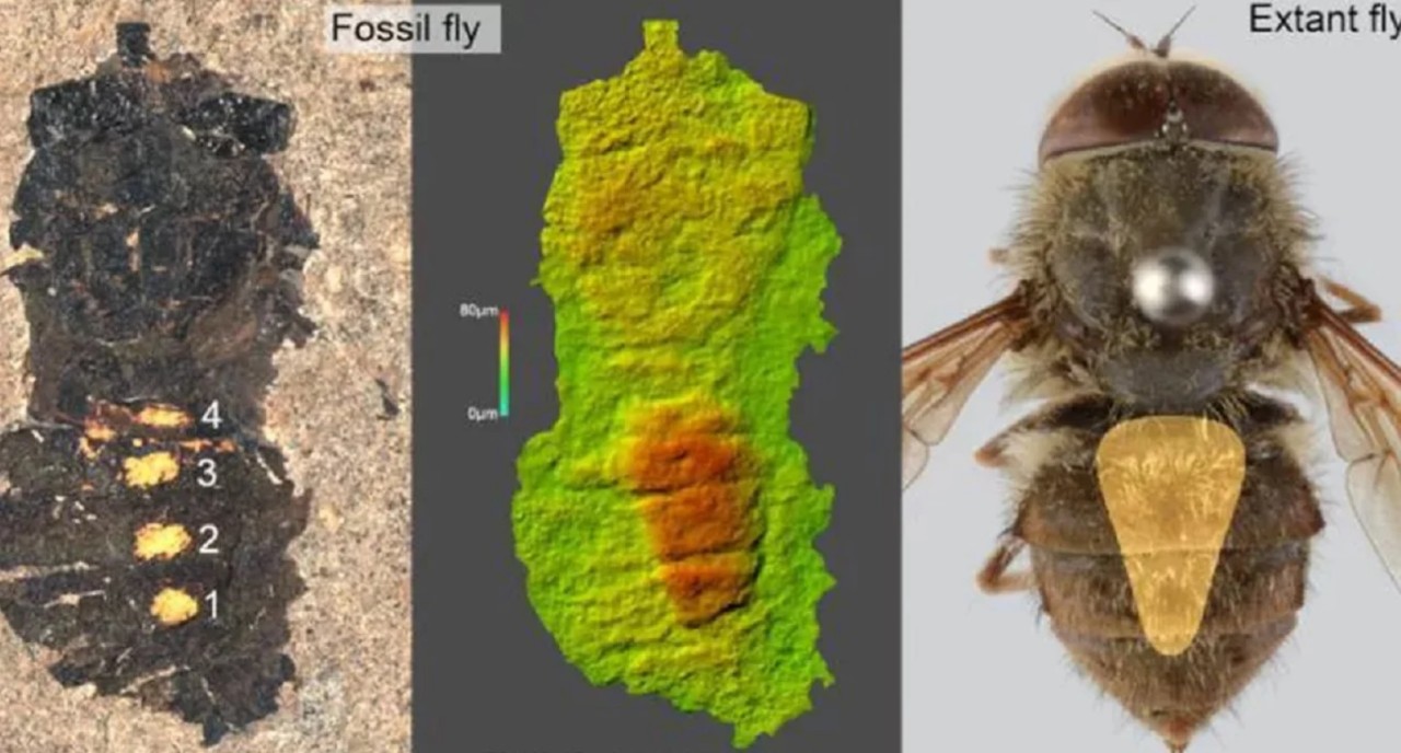47 milyon yıllık midesi polenle dolu sinek fosili keşfedildi