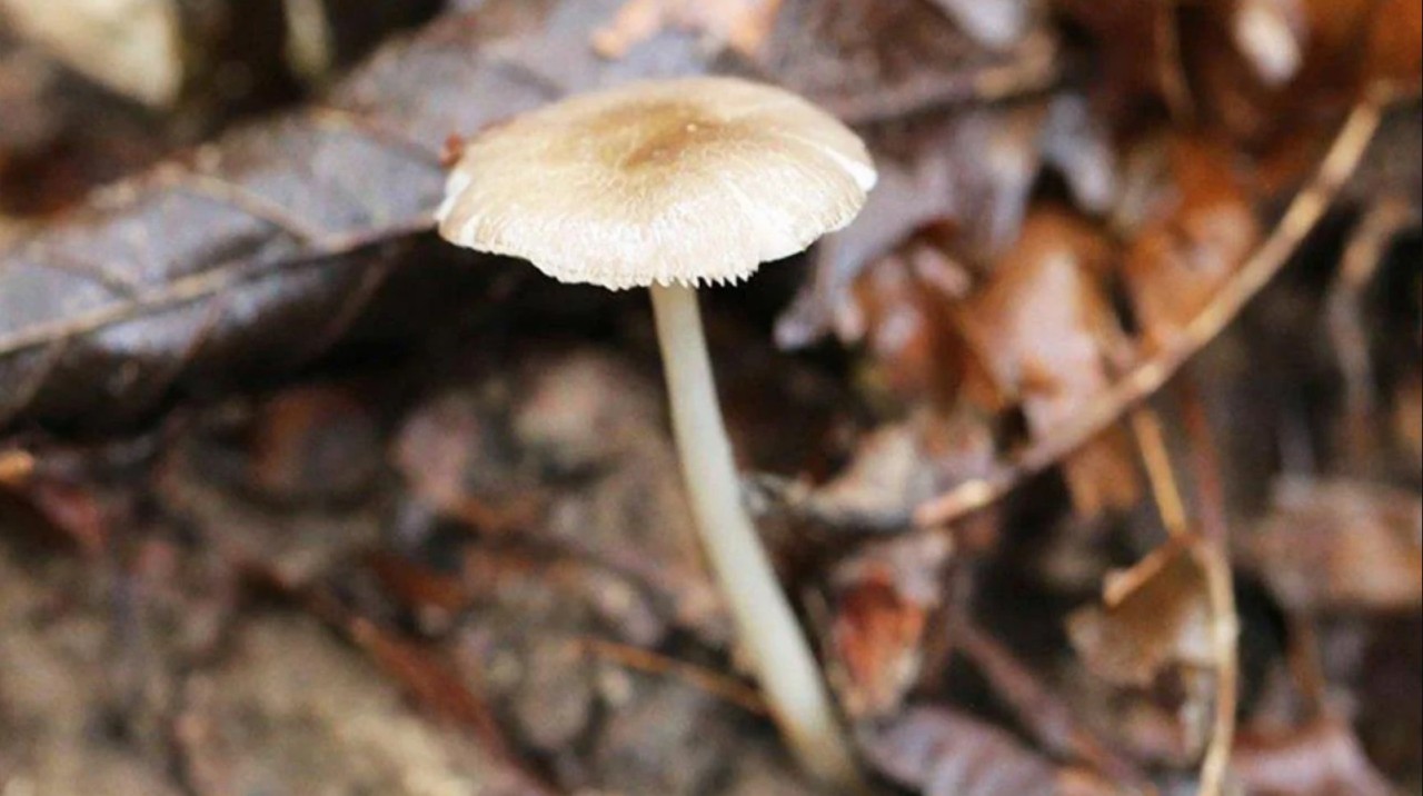 Sadece Türkiye'de yetişen bir mantar türü keşfedildi