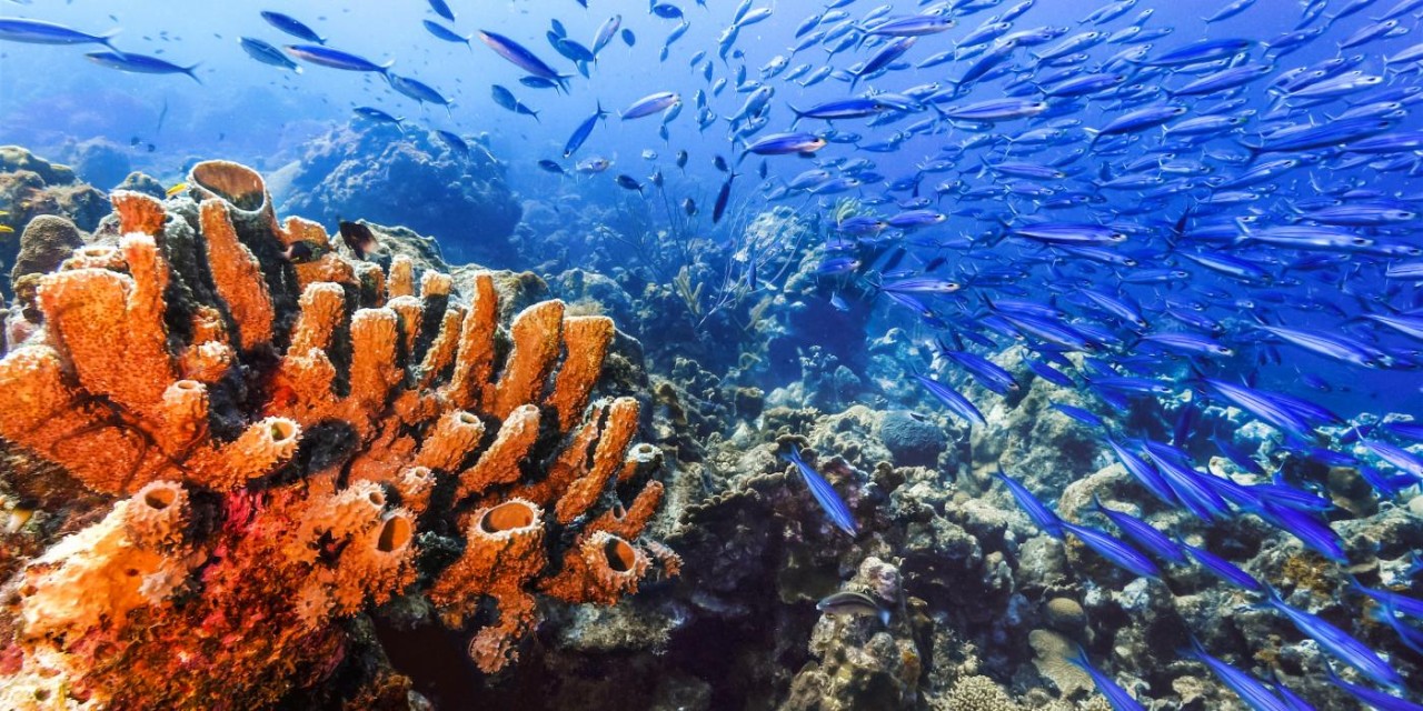 2020 yılında okyanuslar 'kafa dinledi'