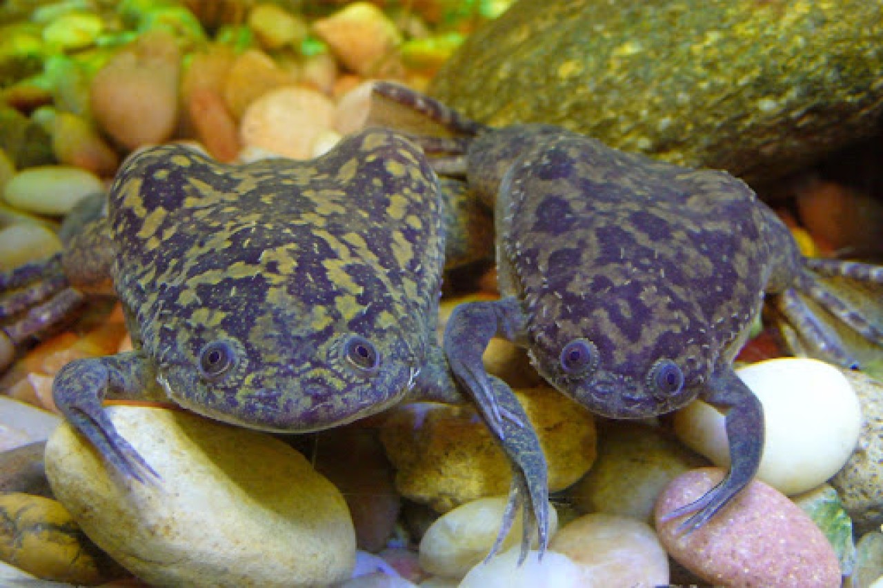 Kurbağanın kök hücresinden robot üretildi!