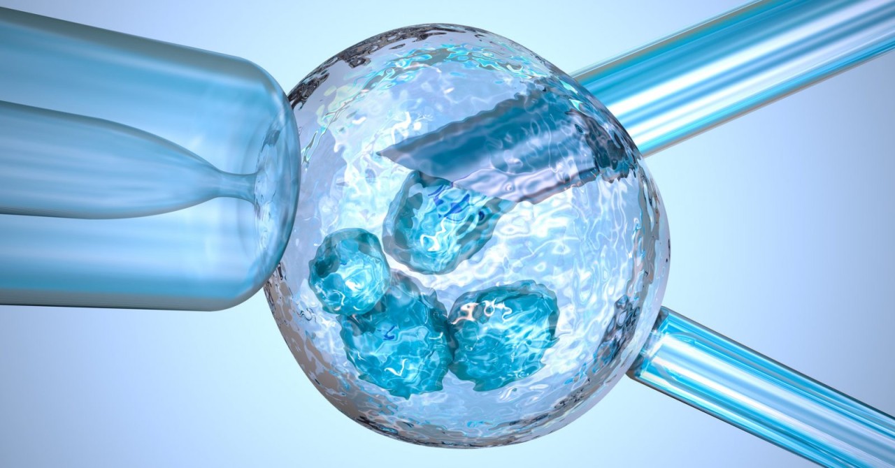 İnsan-maymun melezi embriyolar üretildi! Ne kadar etik?