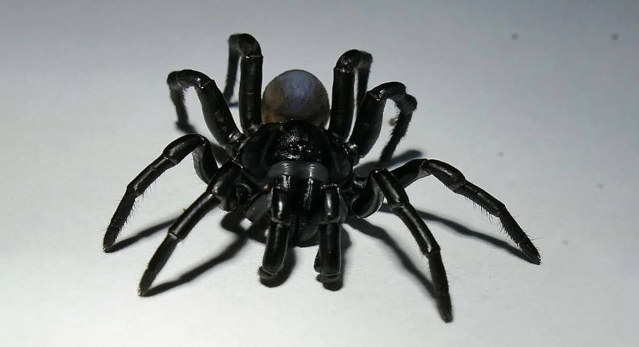 Miami'de korkunç bir örümcek türü keşfedildi