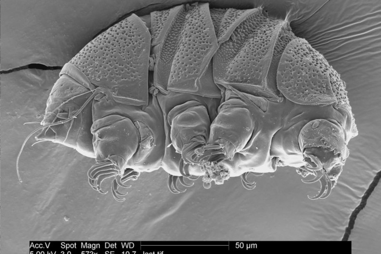 Bilim insanları ilk kez 30 yıl önce donan bir canlıyı hayata döndürdü