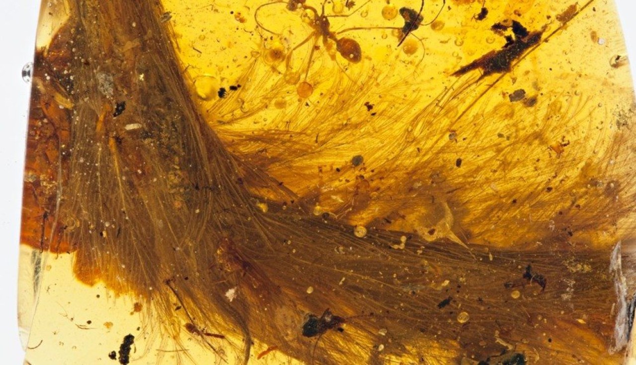 Bilinen en küçük dinozorun farklı bir fosil örneğine rastlandı! Sonuçlar şaşırtıcı