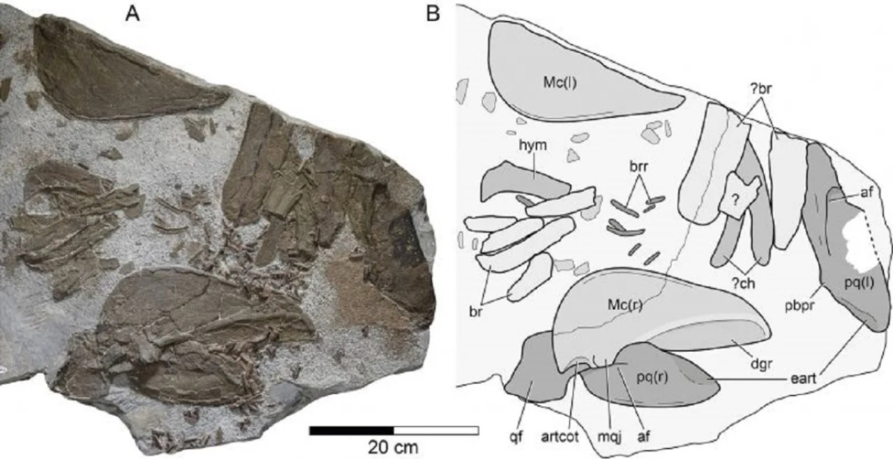 150 milyon yıl önce yaşamış yeni bir köpek balığı türü keşfedildi