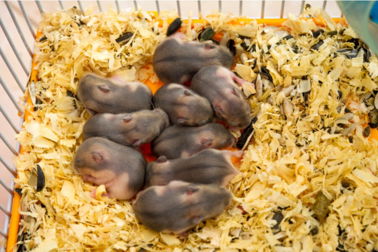 6 yıl boyunca uzayda muhafaza edilen fare spermiyle hayat bulan 'uzaylı' bebek fareler!