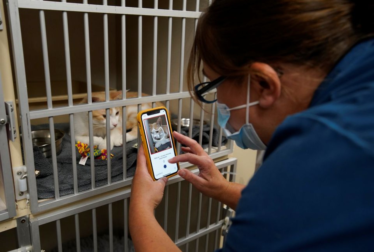 Kedilerin ruh halini anlayabilen uygulama geliştirildi