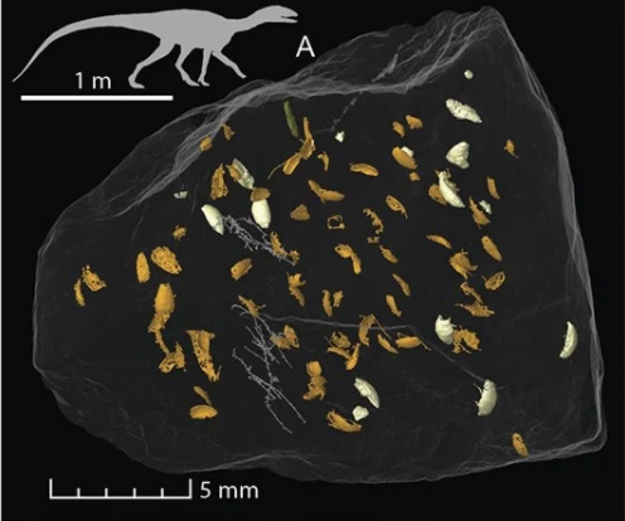 230 milyon yıllık bir Kertenkele'nin dışkısında yeni böcek türleri keşfedildi