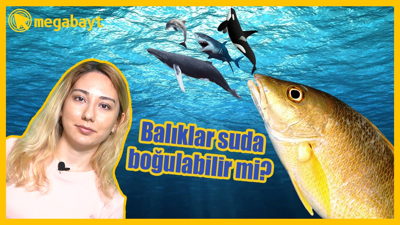 Balıklar ve diğer deniz canlıları suda boğulabilir mi? -VİDEO