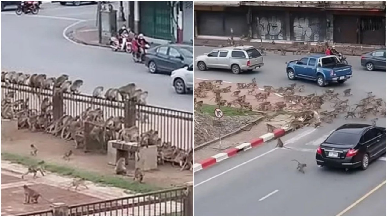 Maymunlar şehri istila etti! Sokak ortasında kavga çıktı...