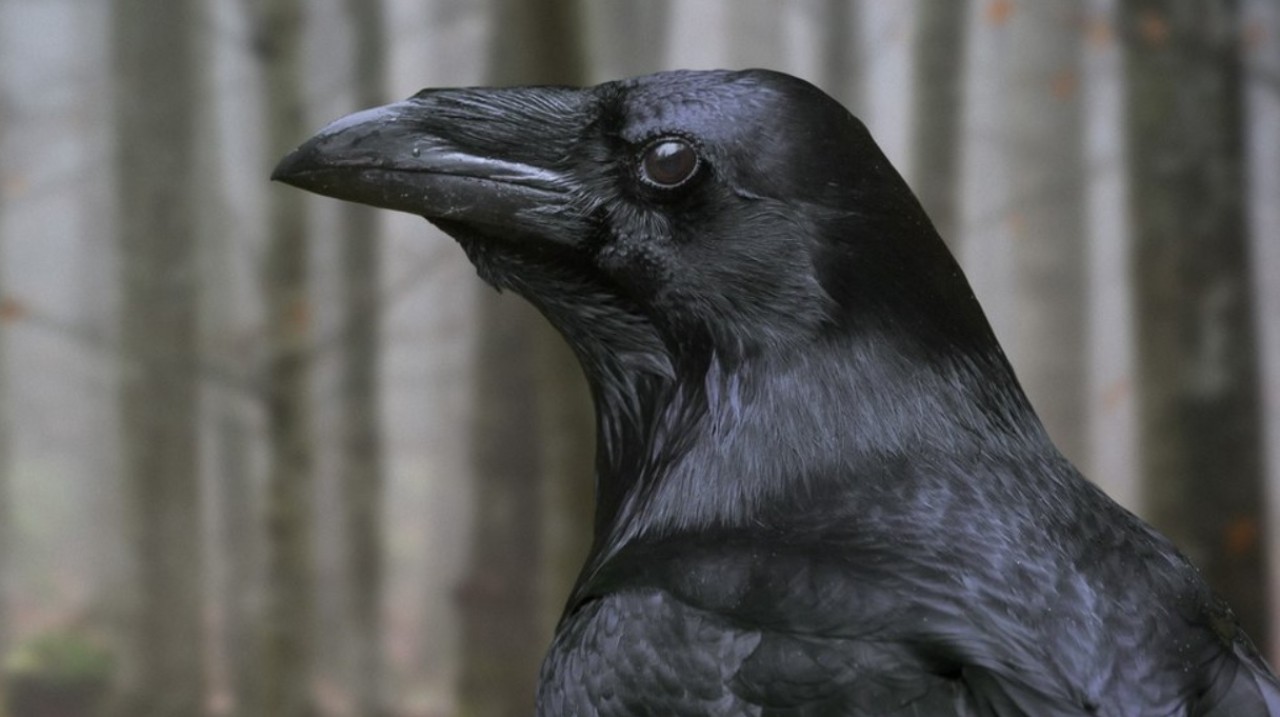 Kargaların sanılandan daha zeki olduğu ortaya çıktı