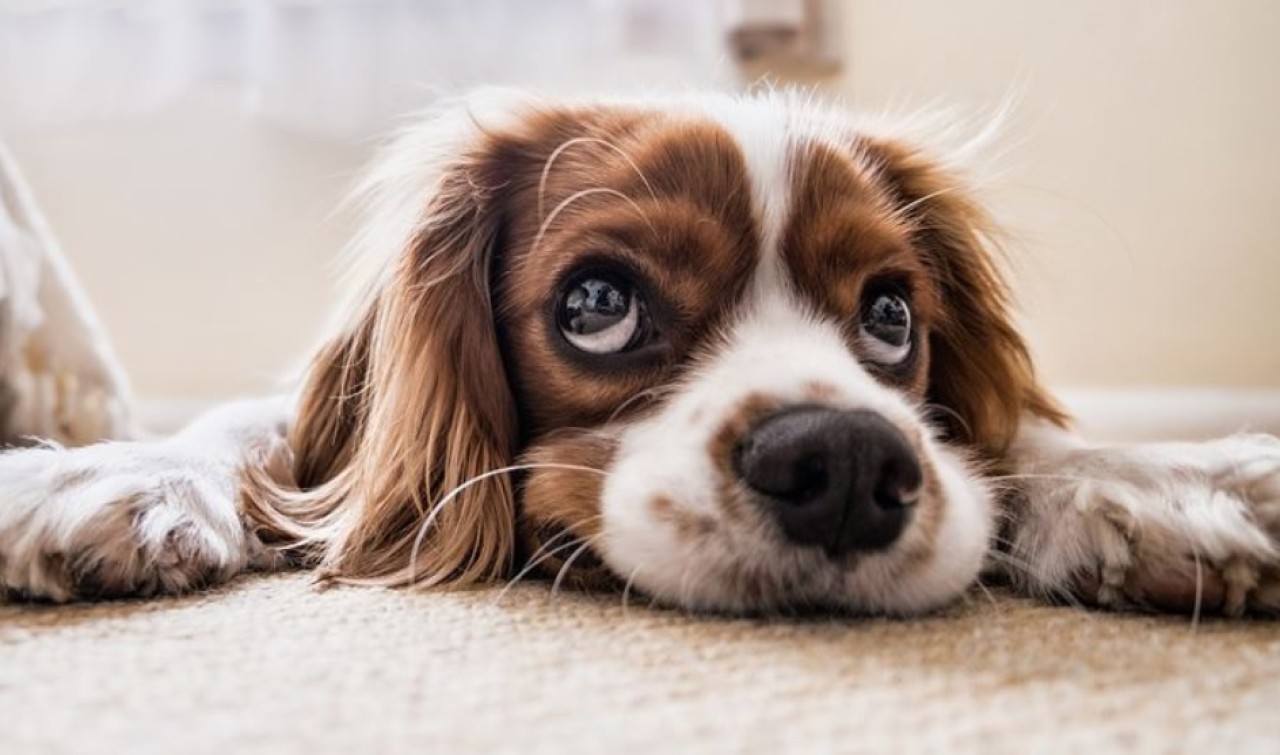 Hayvanları Hakları Yasası kabul edildi