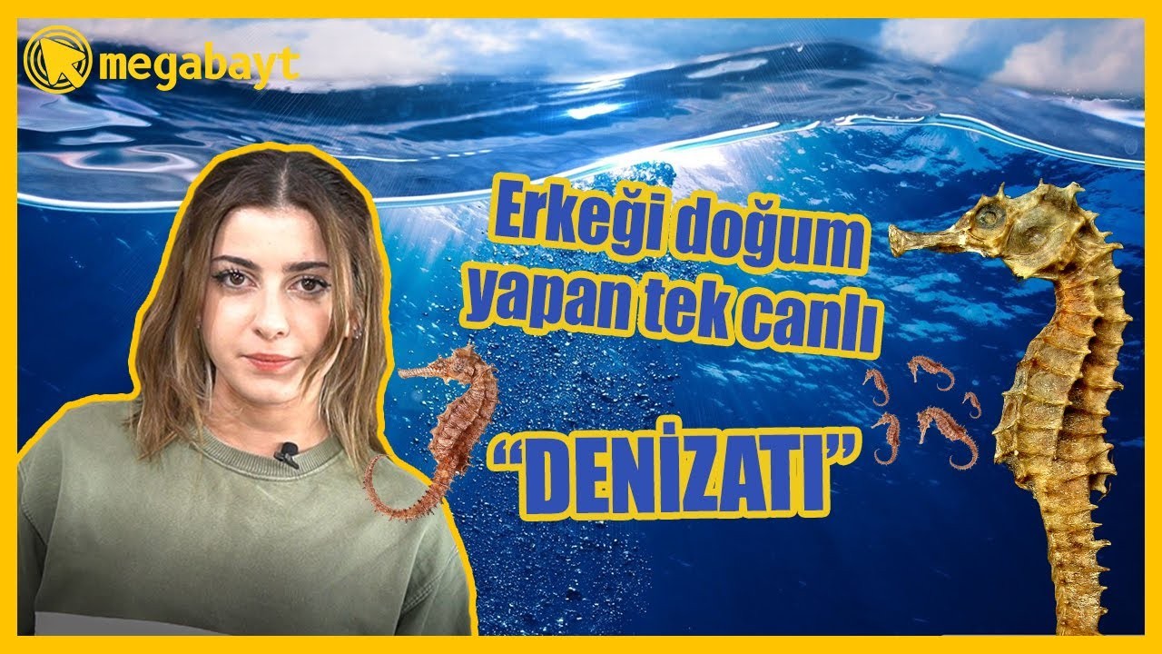 Erkeği hamile kalan ve doğum yapan tek canlı türü: Denizatı - VİDEO