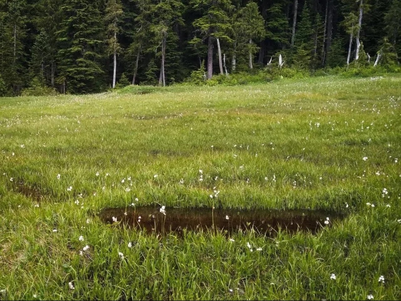 Öyle masum durduğuna bakmayın! Yeni bir etçil bitki türü keşfedildi