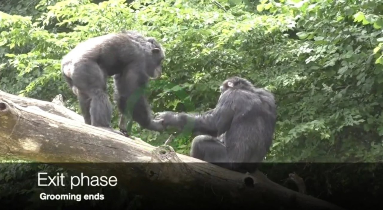 Şempanzeler ve bonobolar tıpkı insanlar gibi selamlaşıyormuş!