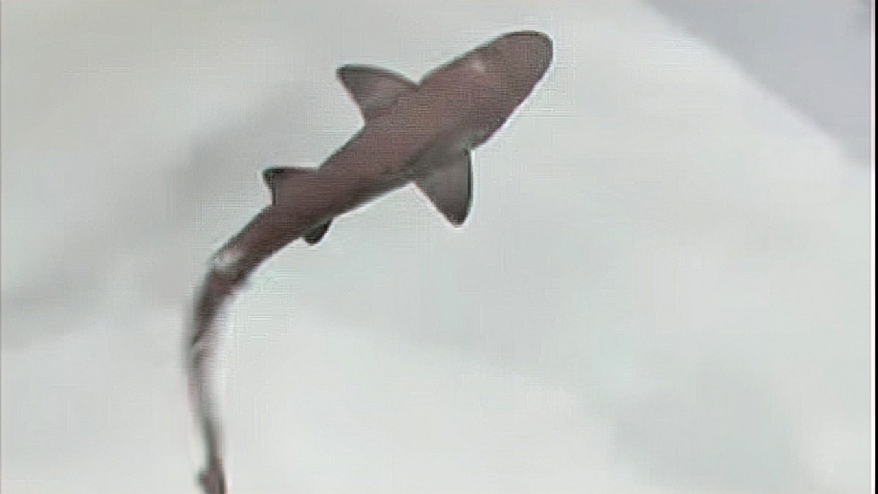 Tamamı dişilerden oluşan akvaryumda yeni bir köpek balığı doğdu!