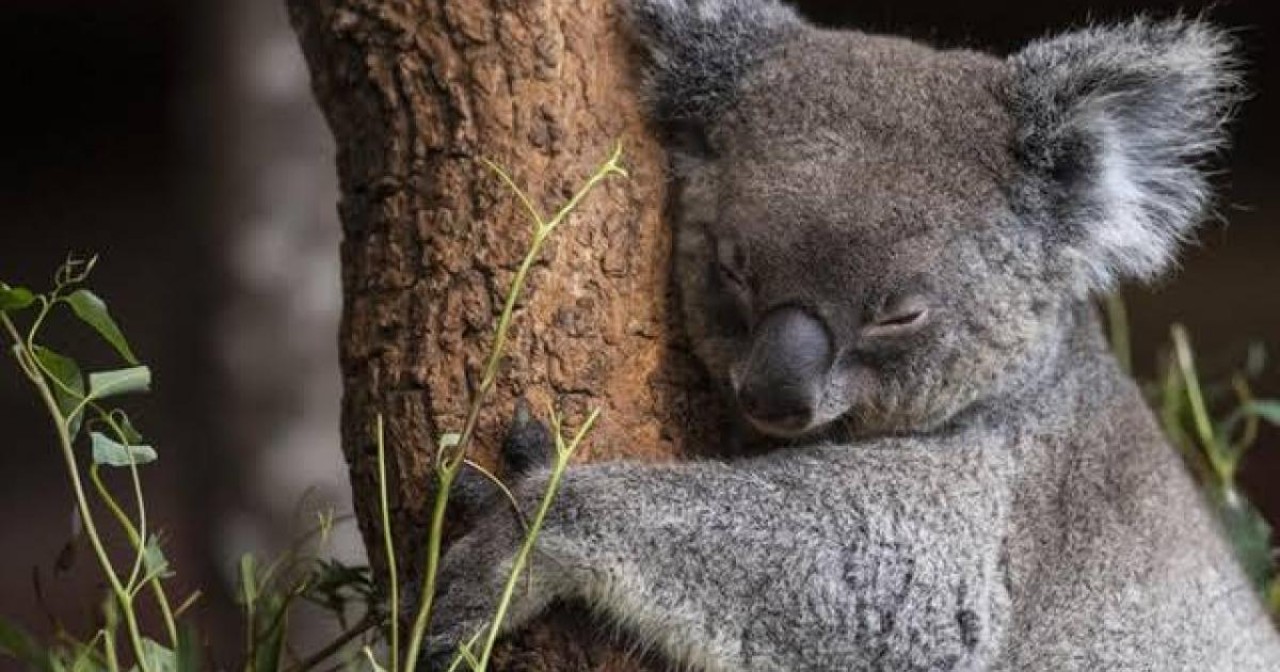 Nüfusları 3 yılda yüzde 30 azaldı! Onlar da yok oluyor...