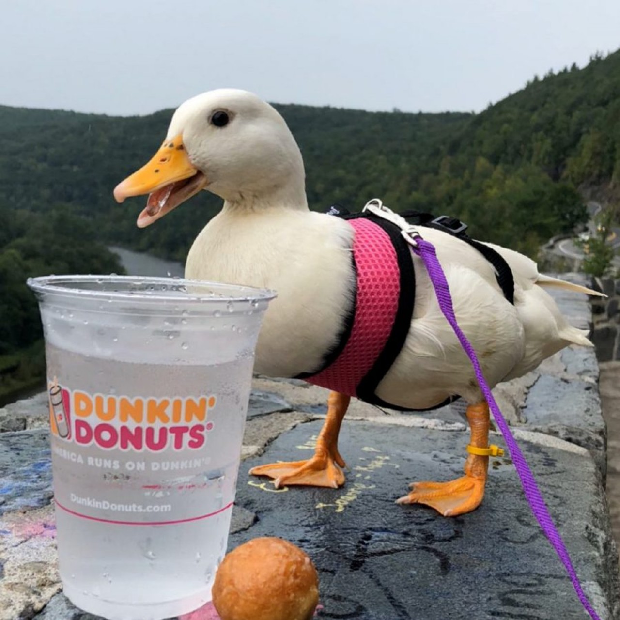 Yem parası işte ne yaparsın: Fenomen ördek ayda 40 bin TL kazanıyor