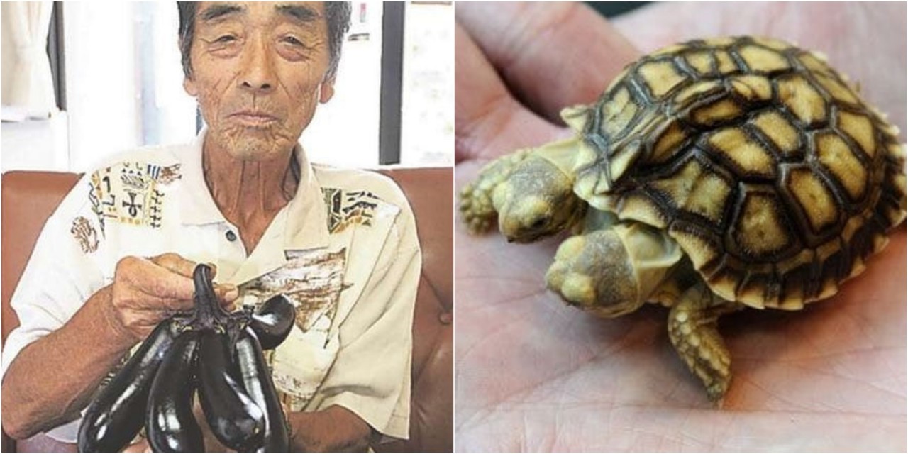 Fukushima felaketinden sadece insanlar etkilenmedi! Mutant canlılar...