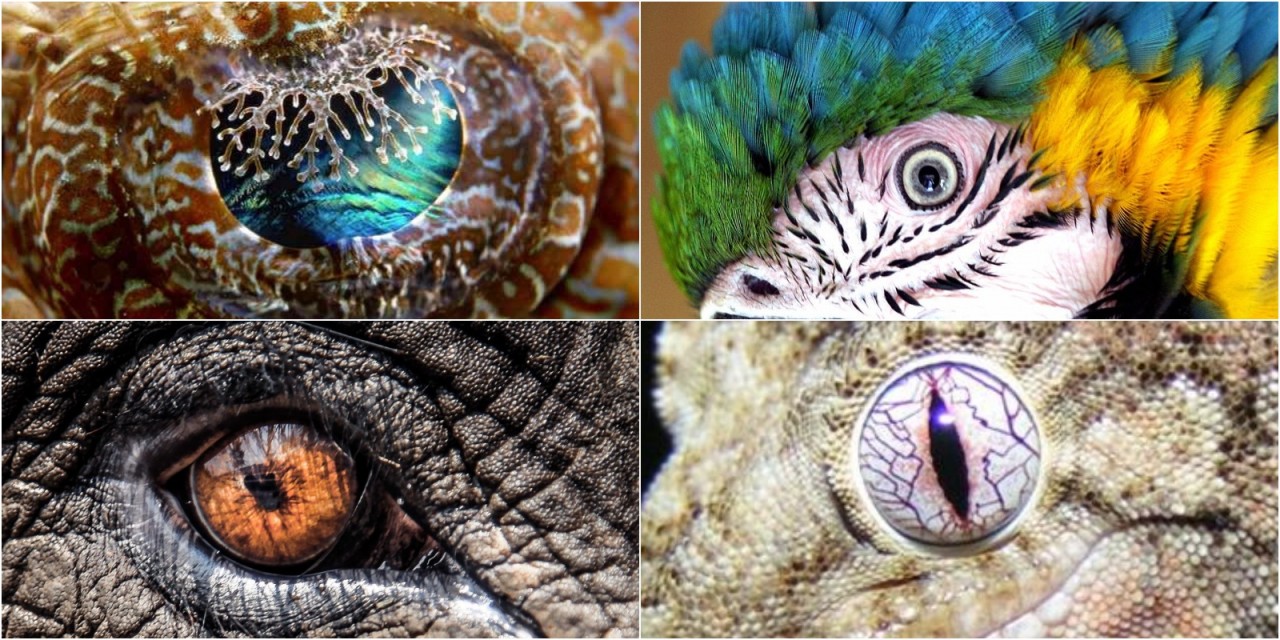 Dünyanın en büyüleyici gözlerine sahip canlıları onlar!