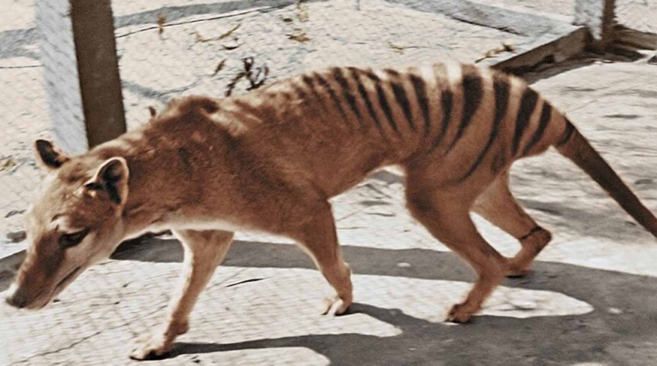 Yaşayan son tazmanya kaplanının görüntüleri renklendirildi