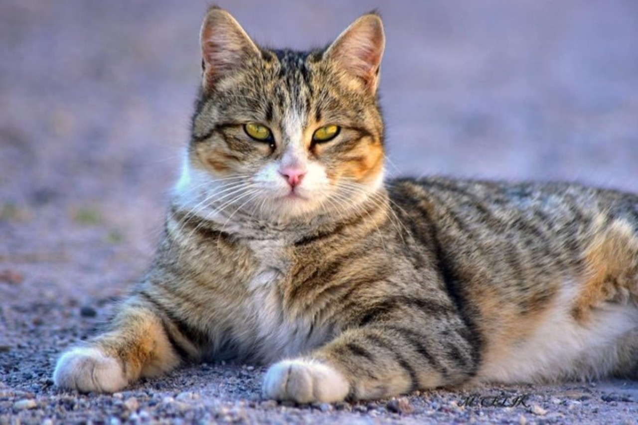 Kediler için zararlı olan yiyecekler hangileri? Hangi yiyecekler kediler için güvenli?