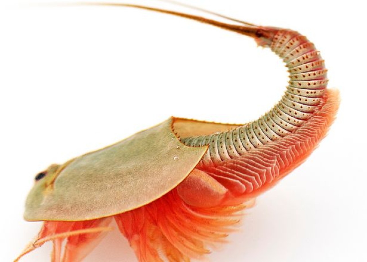 Yıllardır uykuda olan "yaşayan fosiller" ortaya çıktı!