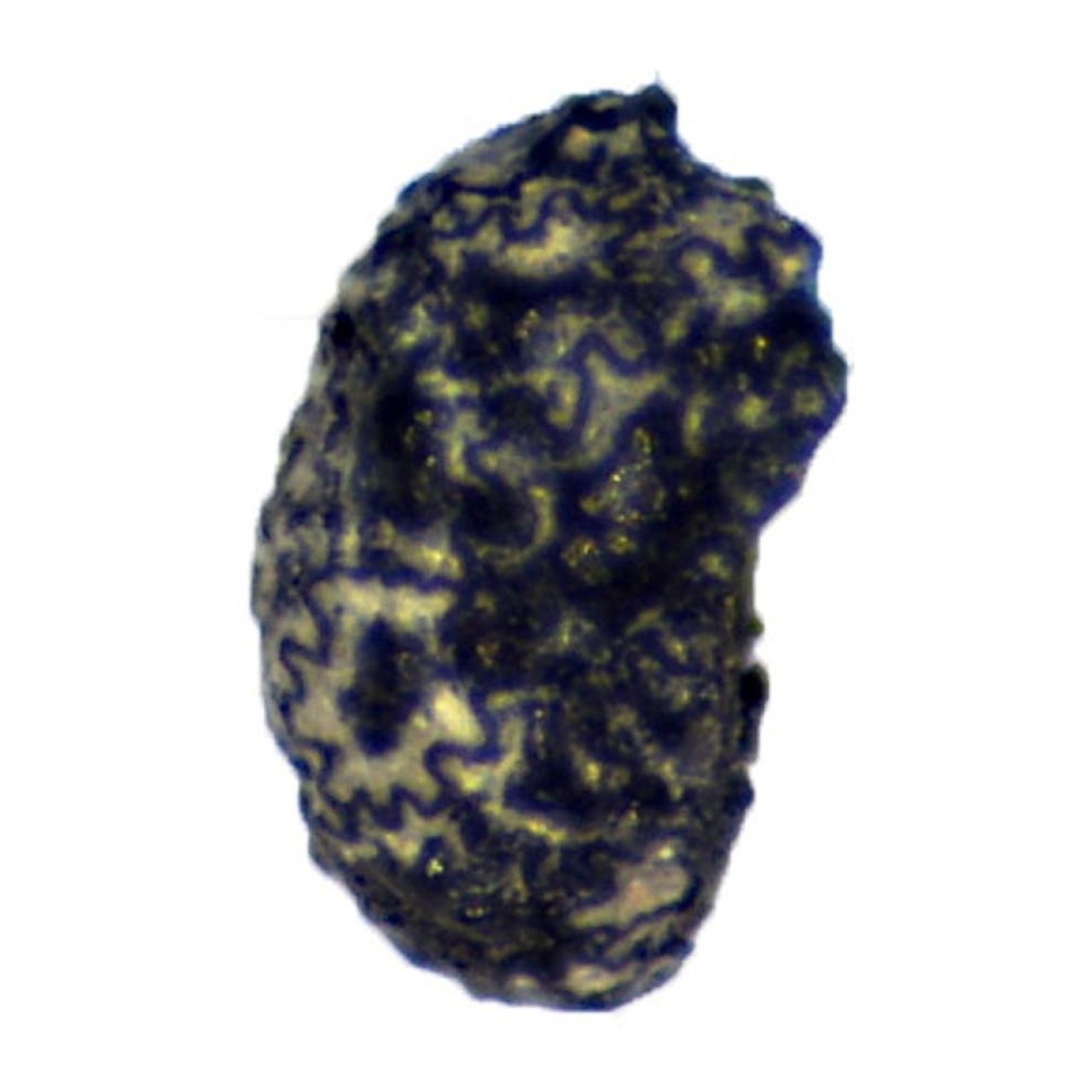 İnsanların 12 bin 300 yıl önce de tütün kullandığı anlaşıldı