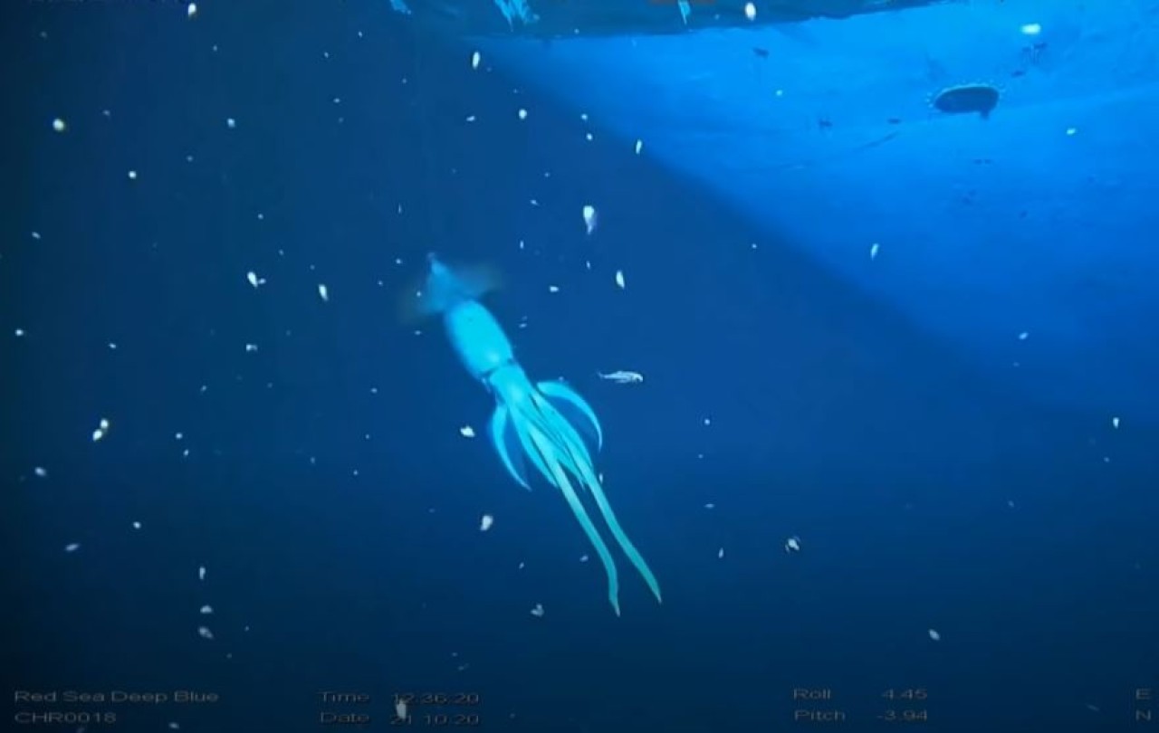 'İnsandan daha büyük' ​​gizemli deniz canlısı videoya yakalandı!