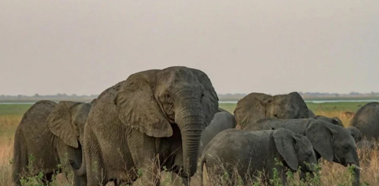 Filler dişsiz doğmaya başladı! İnsanlardan korunmak için mutasyon geçirdiler...