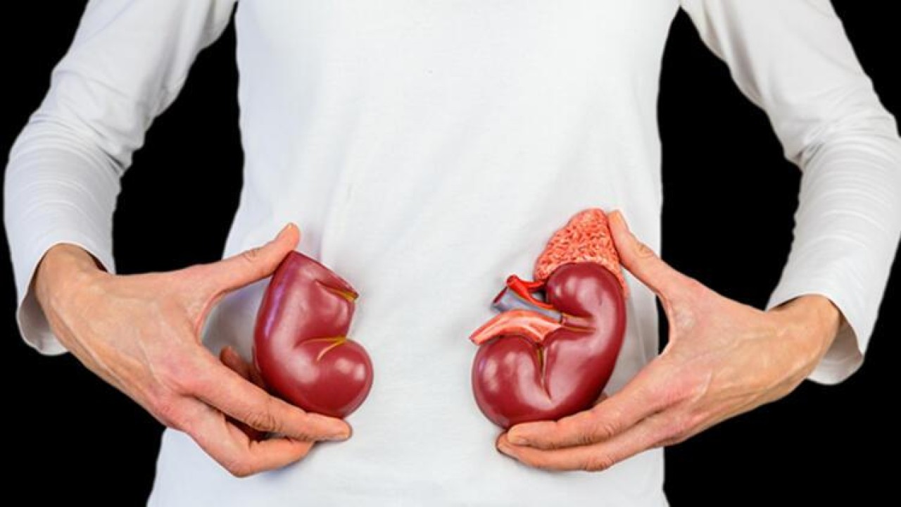 İlk kez bir domuz böbreği,  insana nakledildi! Organ yetmezliği hastalarına büyük umut