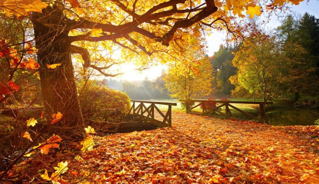 Sonbaharda yapraklar neden renk değiştirir?- VİDEO