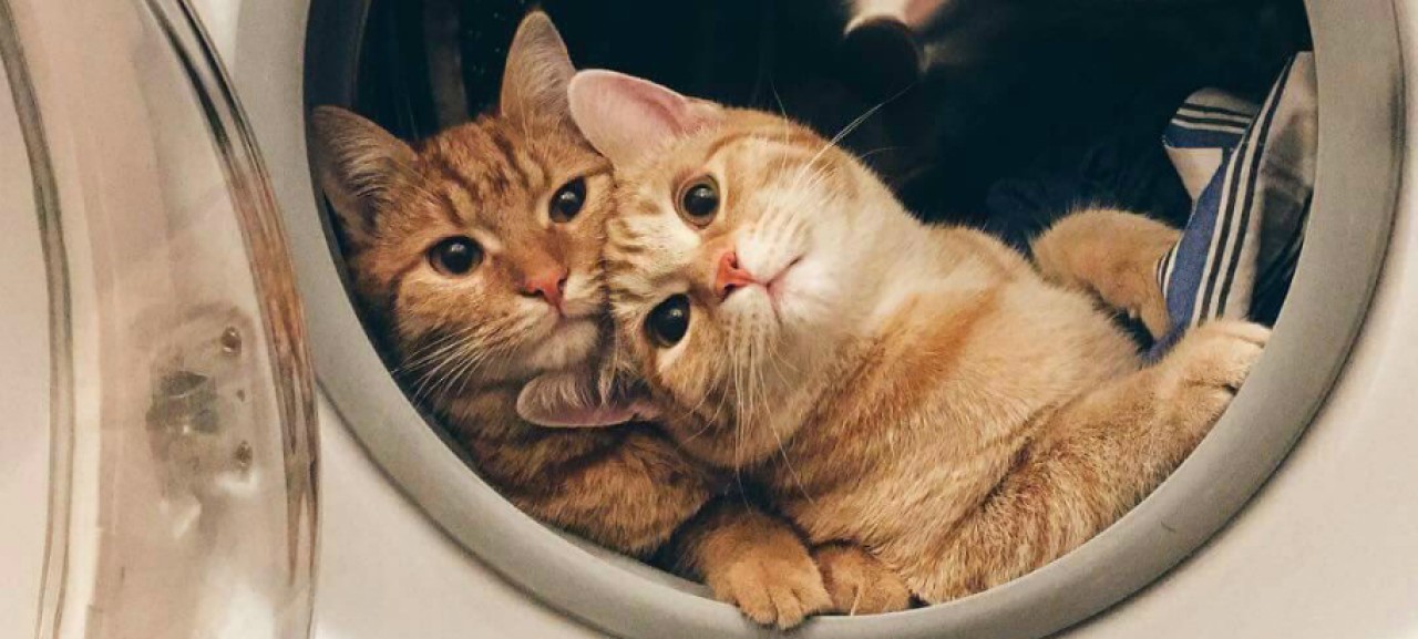 Kedi bakımında dikkat edilmesi gereken 10 önemli şey