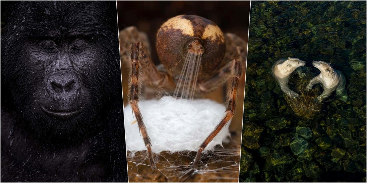 İşte 2021 Yılın Yaban Hayatı Fotoğrafçısı ödülünün kazananları!