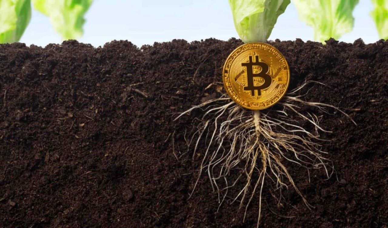 Bitcoin Taproot güncellemesi nedir? Bitcoin'e etkisi ne olacak?