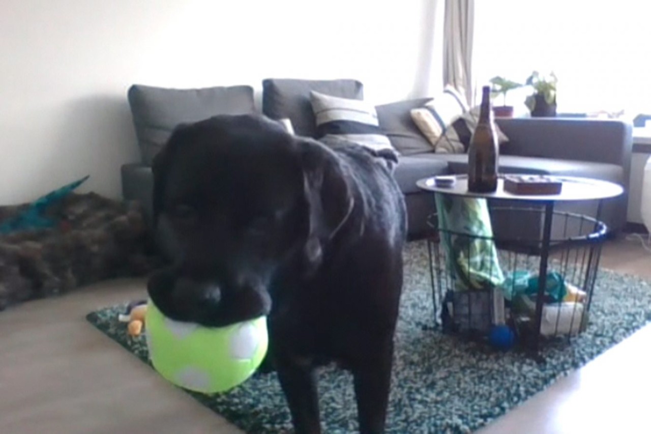 Köpeklerin sahiplerini görüntülü aramasını sağlayan teknoloji: DogPhone