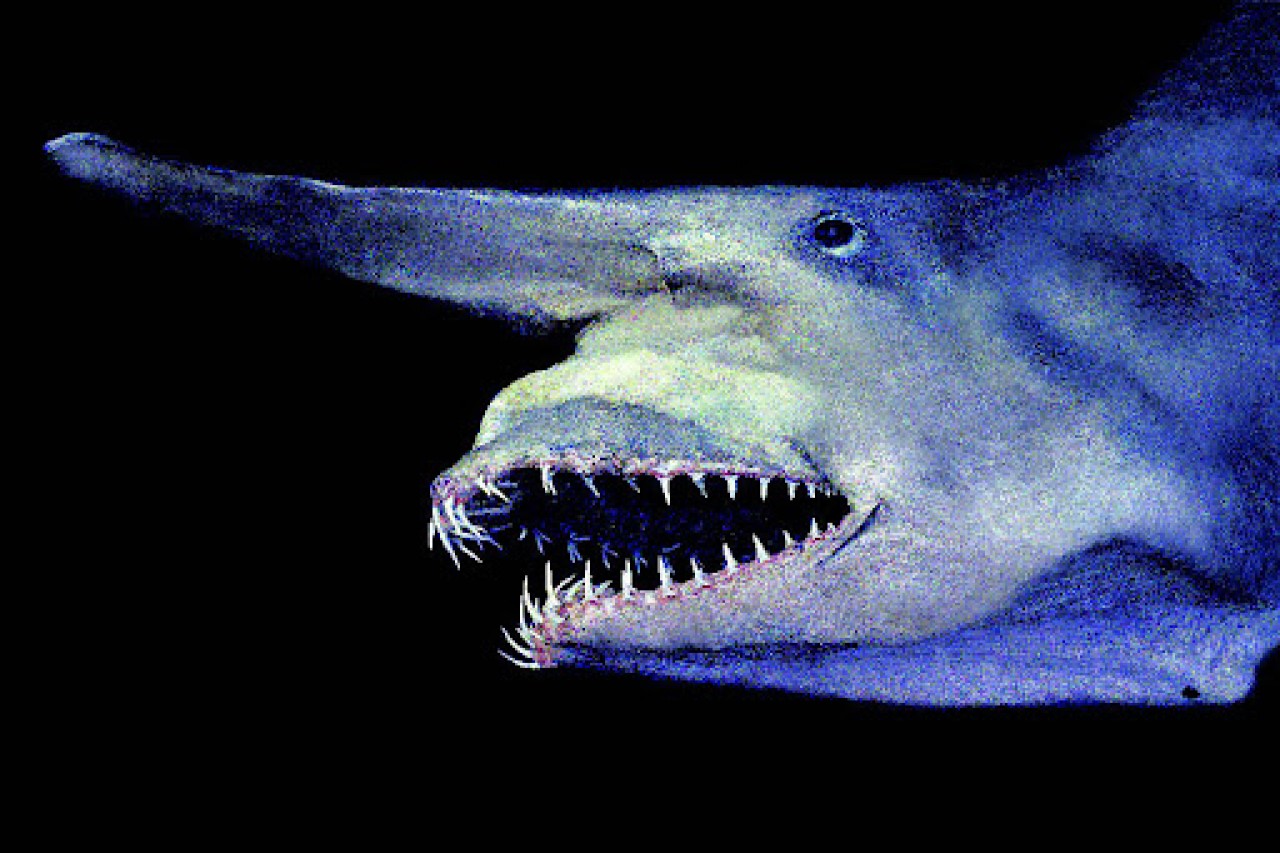 Okyanuslar hakkında bilmediğiniz 10 korkunç şey