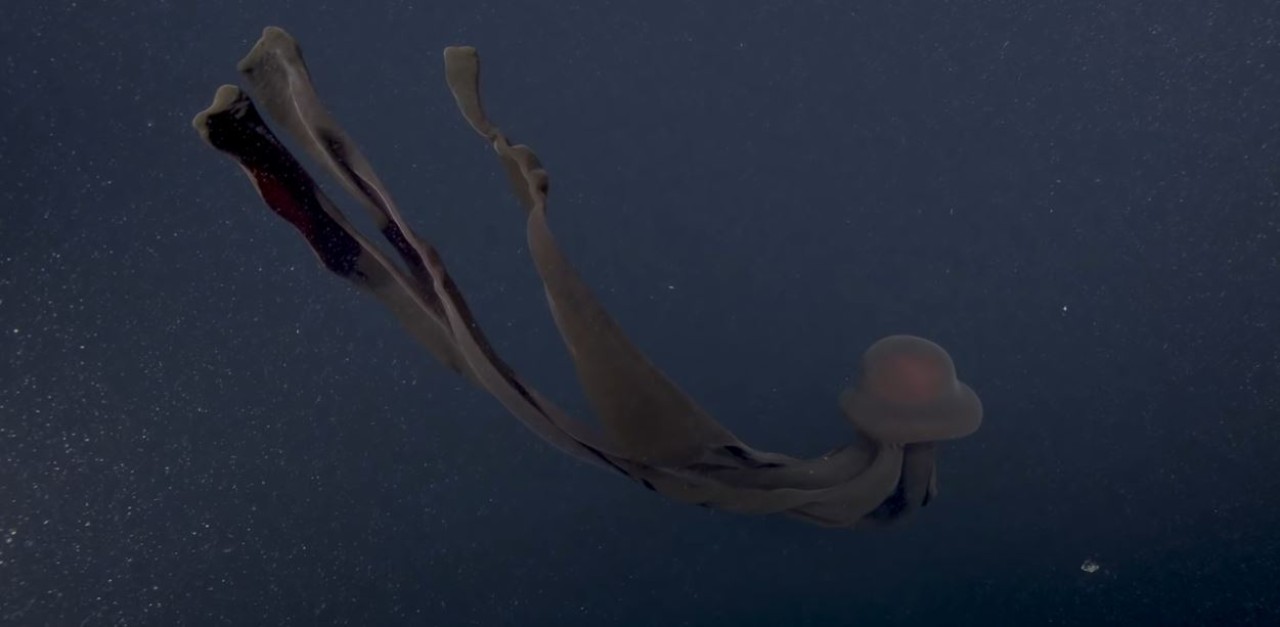 Çok nadir 'Dev Hayalet Denizanası' böyle görüntülendi! Adeta korku filmi - VİDEO