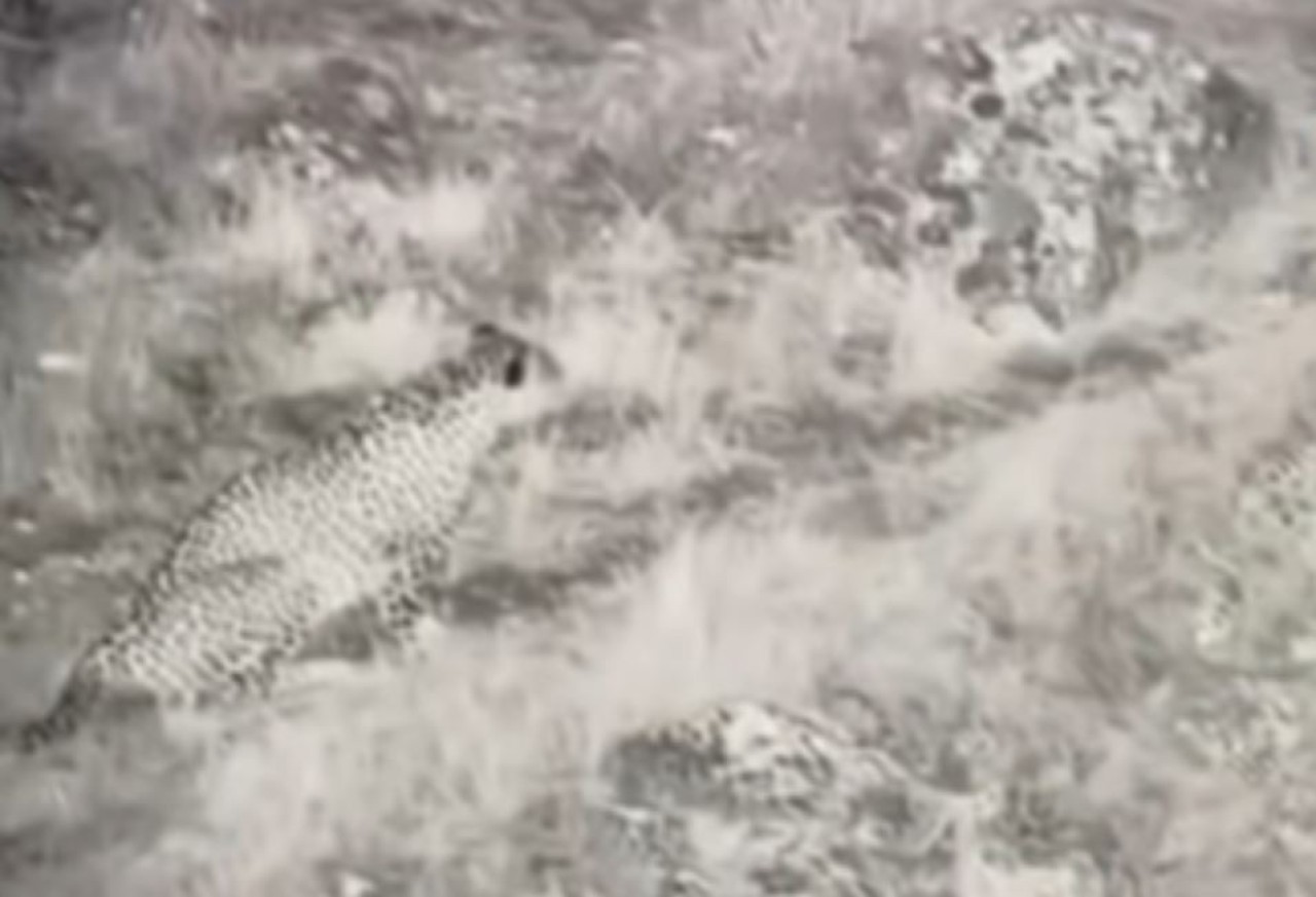 Nesli tükendiği düşünülüyordu! Anadolu Parsı yıllar sonra ilk kez görüntülendi - VİDEO