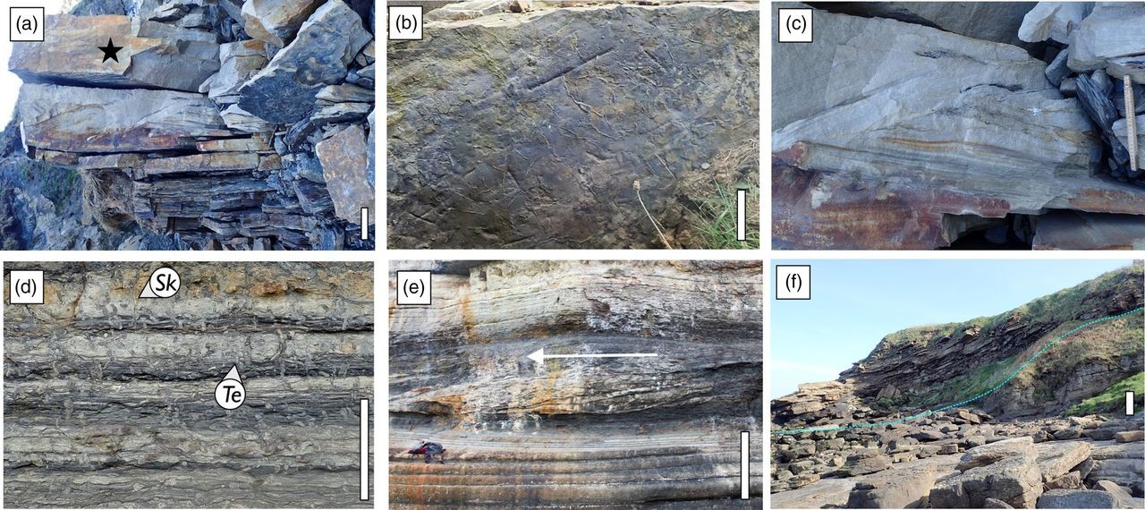 İngiltere’de timsah boyutunda kırkayak fosili bulundu! Tarihin en büyük eklem bacaklısı