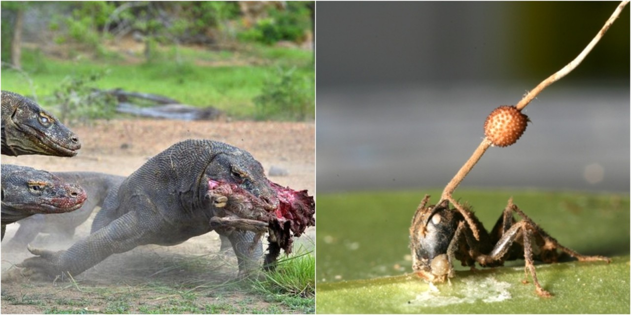 Yağmur ormanlarının derinliklerindeki 12 korkunç şey!