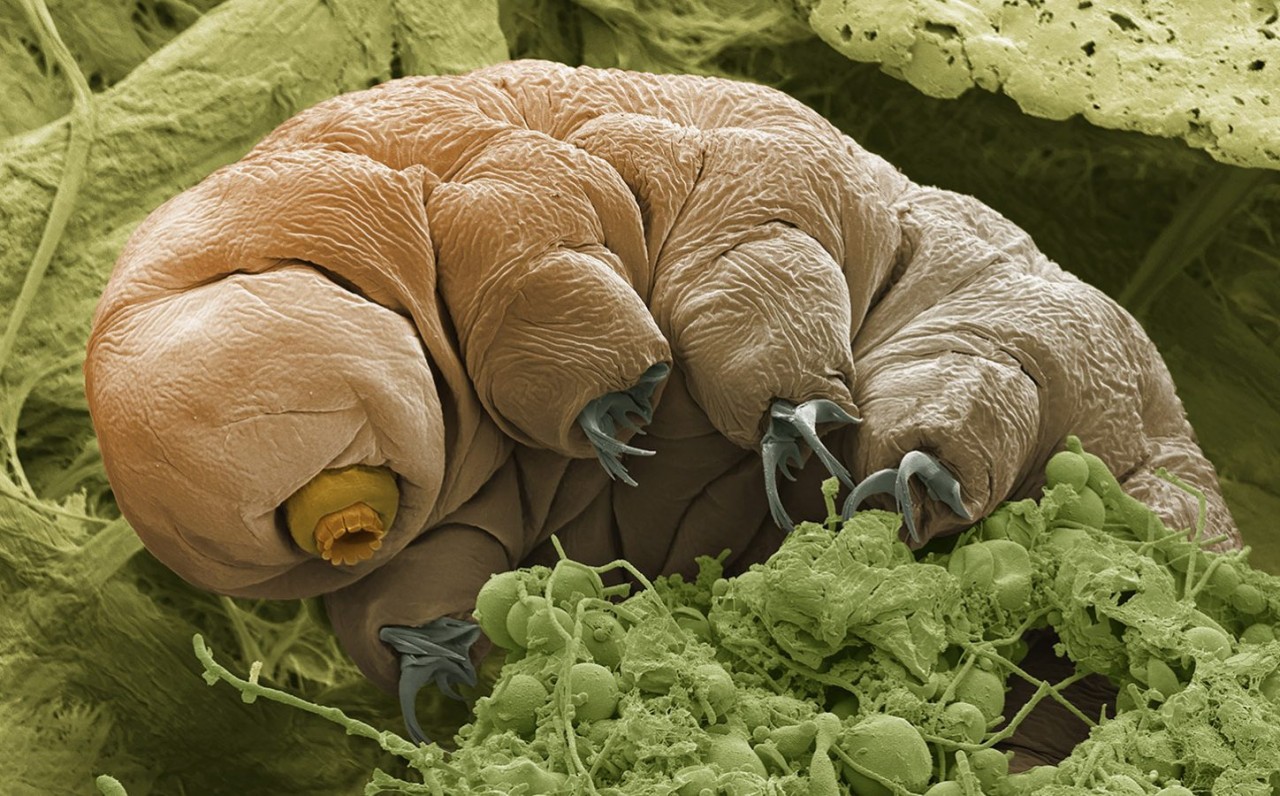 Bilim insanları su ayılarından biyolojik kuantum devresi yaptılar!