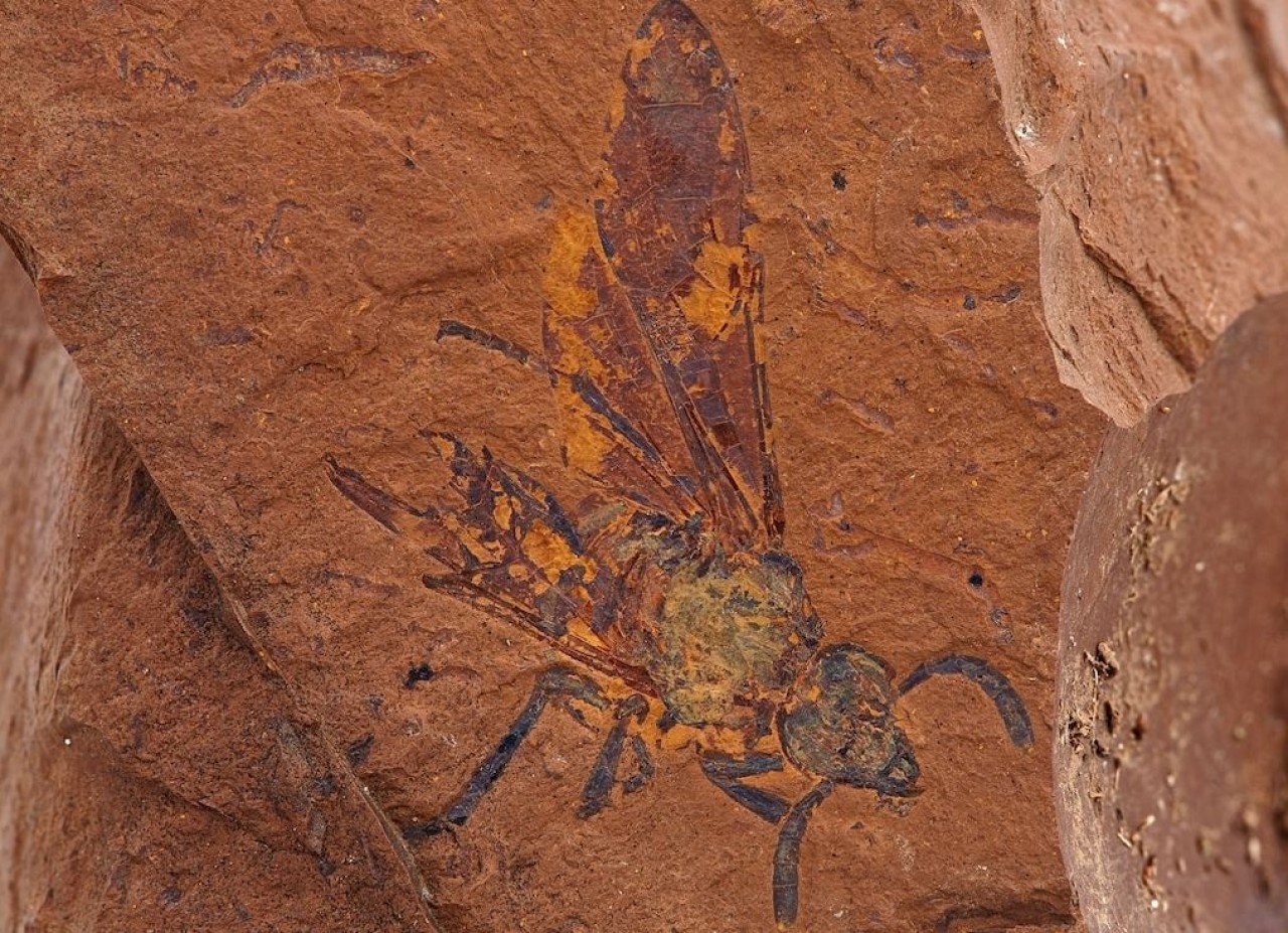 Avustralya'da mükemmel korunmuş fosillere sahip bir bölge bulundu