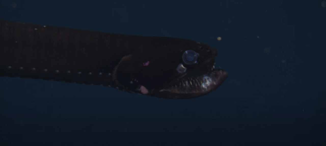 Derin su altı dünyası ilk kez 4K olarak kaydedildi - VİDEO