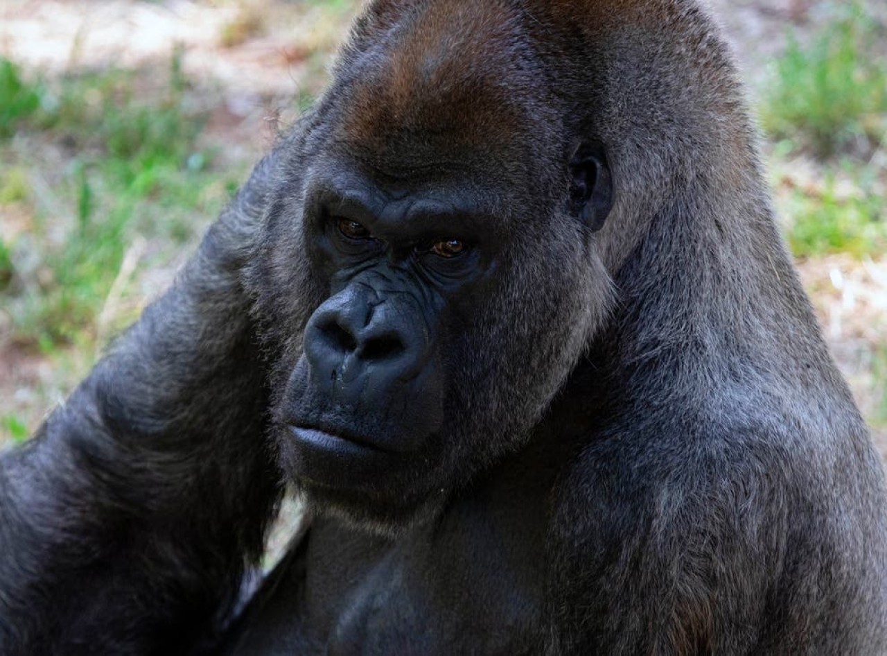 Dünyanın en yaşlı erkek gorili 61 yaşında hayatını kaybetti...