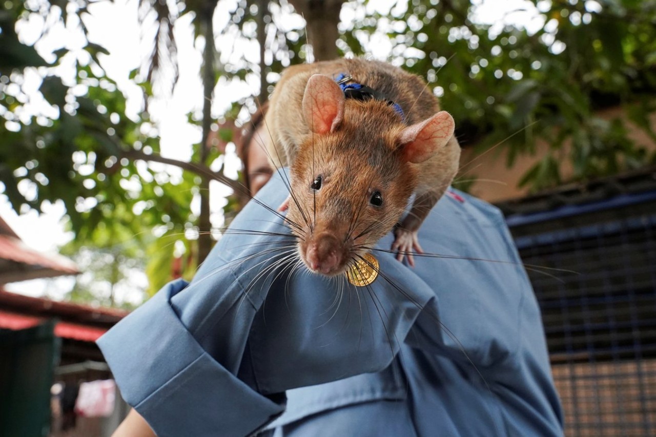 Tarihte muhtemelen ilk kez madalya almış olan fare Magawa hayatını kaybetti!