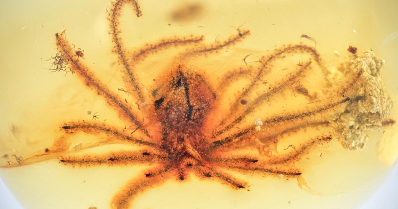 100 milyon yıldan beri kehribar içinde korunan çiçekler ve daha fazlası!