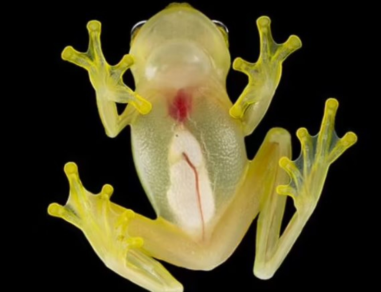 İki yeni kurbağa türü keşfedildi: İç organları tamamen görülebiliyor