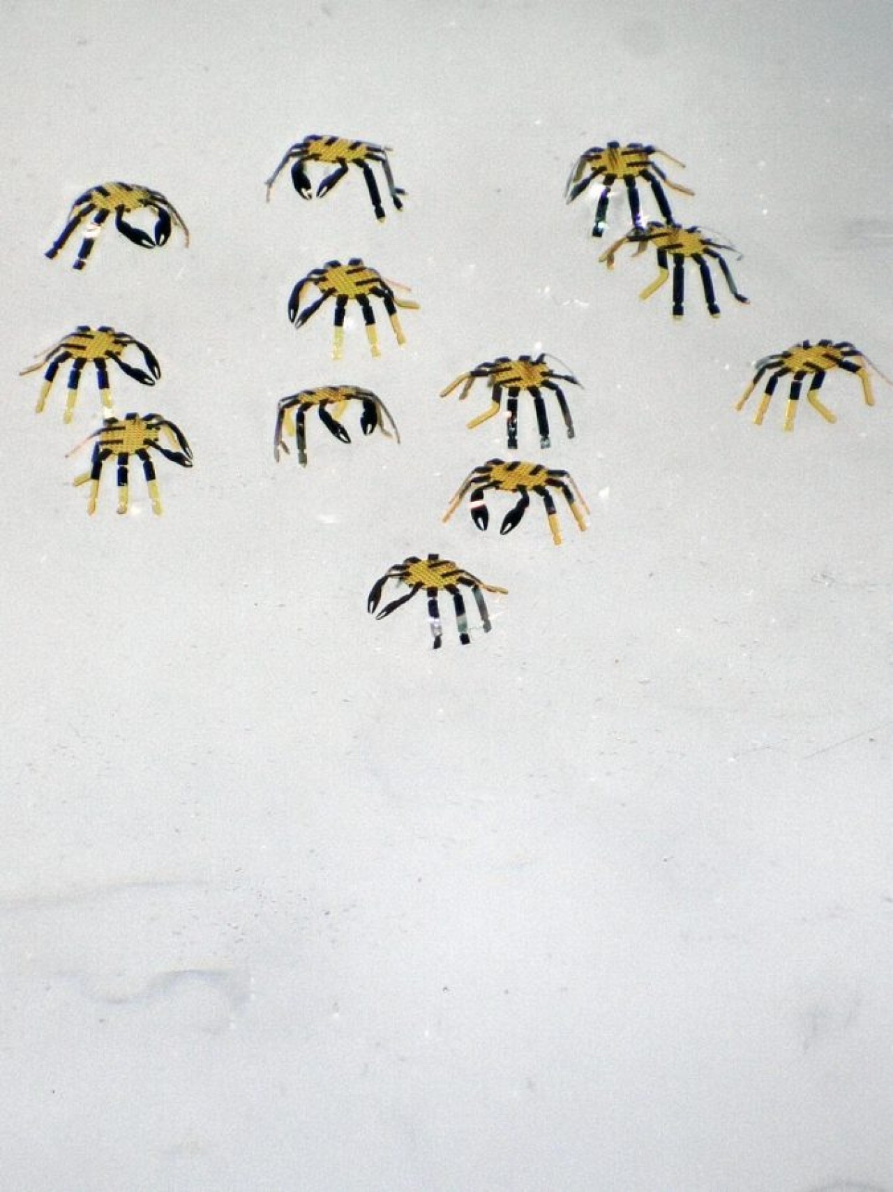 Karşınızda dünyanın en küçük uzaktan kumandalı robotu