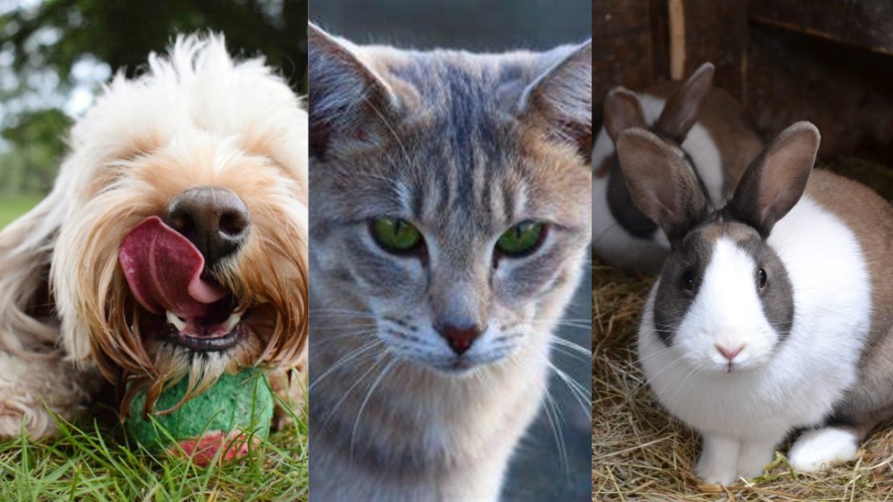 Evcil hayvanlar ile ilgili doğru sanılan 8 yanlış bilgi!